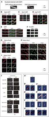 Corrigendum: Dynamic nature of SecA and Its associated proteins in Escherichia coli